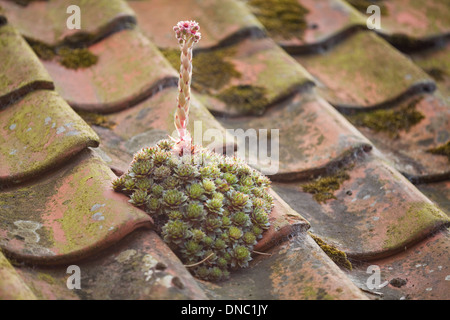 Hauswurz (Sempervivum Tectorum). In Blüte, auf pantiled Hütte Dach wachsen. Ingham. Norfolk. VEREINIGTES KÖNIGREICH. GB. Stockfoto