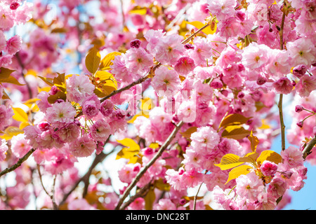 Rosa Kirschblüten Blumen auf blühende Baum Zweige blühen im Frühjahr Obstgarten Stockfoto