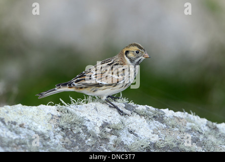 Lappland Bunting Calcarius lapponicus Stockfoto