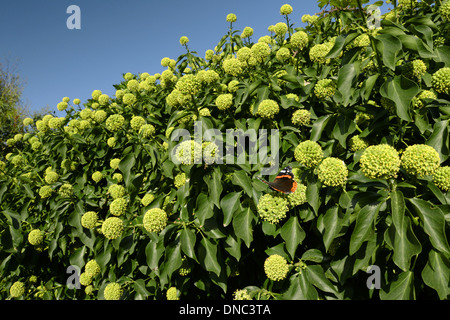 IVY Hedera Helix (Araliaceae) Stockfoto
