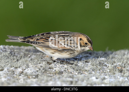 Lappland Bunting Calcarius lapponicus Stockfoto