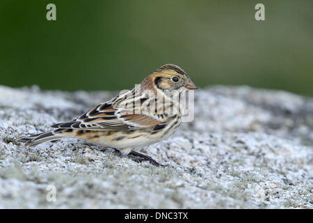 Lappland Bunting Calcarius lapponicus Stockfoto