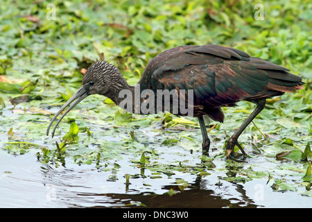 Sichler - Plegadis falcinellus Stockfoto