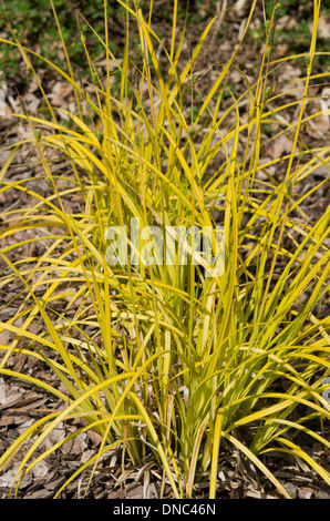 Carex Elata Aurea Stockfoto