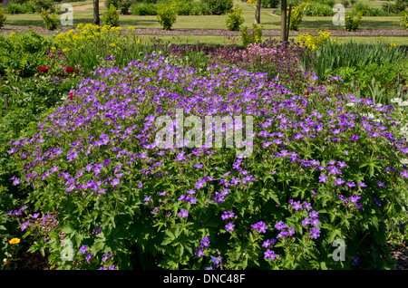 Geranium Sylvaticum Mayflower Stockfoto