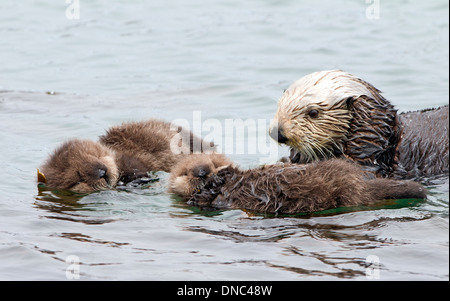 Sea Otter Zwillinge ein sehr seltenes Ereignis Stockfoto