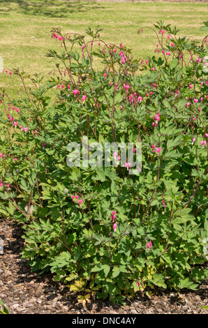 Dicentra spectabilis Stockfoto