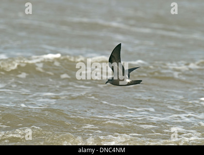 Leach Sturmvogel Oceanodroma leucorhoa Stockfoto