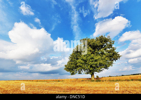 Beautiful summer landscape with green trees and blue sky Stockfoto