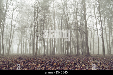 Urwald im nebligen Herbsttag Stockfoto