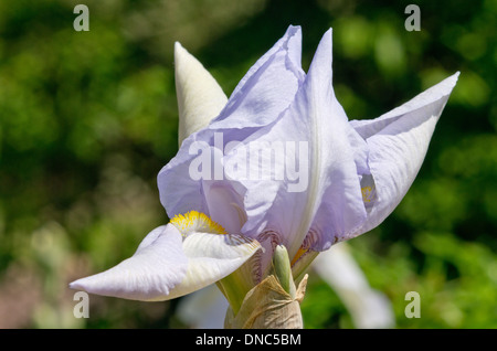 Iris White City Stockfoto