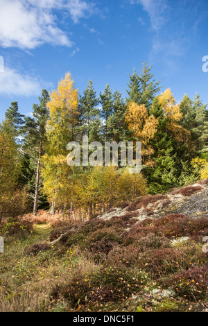 Roches Moutonnees (glaziale Rock) im Cairngorms National Park von Schottland. Stockfoto