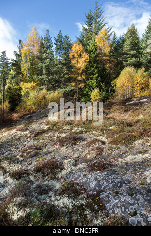 Roches Moutonnees (glaziale Rock) im Cairngorms National Park von Schottland. Stockfoto