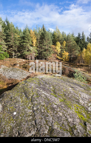 Roches Moutonnees (glaziale Rock) im Cairngorms National Park von Schottland. Stockfoto