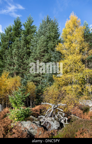 Herbstliche Bäume in Schottland. Stockfoto