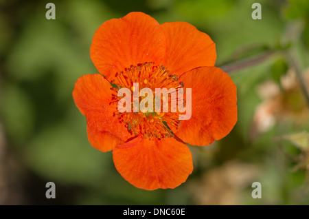 Geum Coccineum Cooky Stockfoto