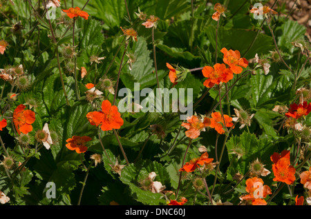 Geum Coccineum Cooky Stockfoto