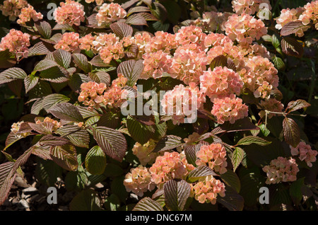 Viburnum Plicatum Rosette Stockfoto