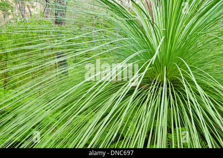 Green Grass Tree im dichten Wald. Stockfoto