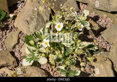 Fragaria × Ananassa Variegata Garten Erdbeere Stockfoto