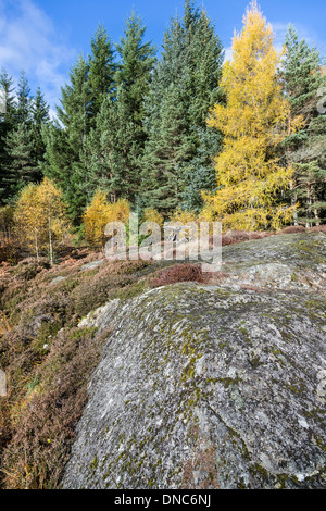 Roches Moutonnees (glaziale Rock) im Cairngorms National Park von Schottland. Stockfoto