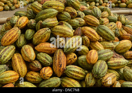 Kakaofrüchte Stockfoto