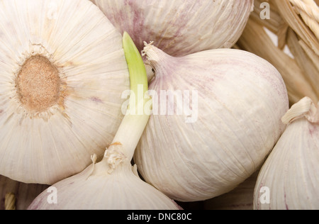 Knoblauch Zwiebeln bereit, Keimen im Korb Stockfoto