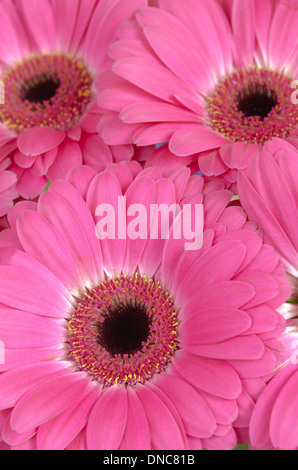 Grenze zwischen Blütenstempel und Blütenblätter rosa Gerbera Daisy Blüte Stockfoto