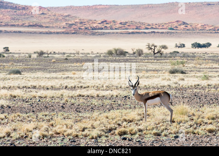 Springbock (Antidorcas Marsupialis) in Namibia Stockfoto