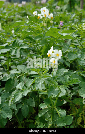 Kartoffel-Sträucher mit weißen Blüten Stockfoto