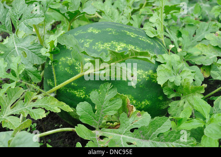 große grüne gestreifte Wassermelone auf dem Feld Stockfoto