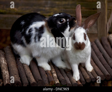 Zwerg hängeohrigen und Schokolade Englisch vor Ort Kaninchen Stockfoto