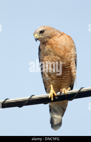 Roter Falke mit Schulter auf Draht Stockfoto