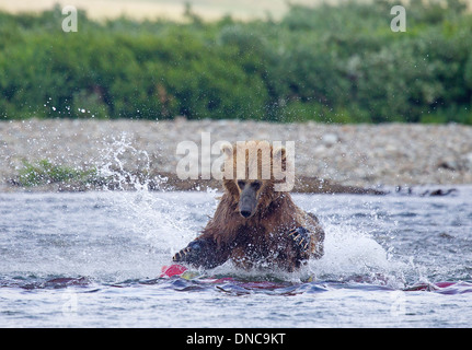 Alaska Braunbär, der in den Fluss für Lachs stürmt Stockfoto