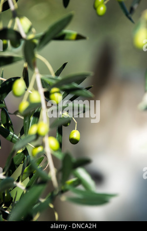 Olivenbäume bei der Ernte in der Toskana Stockfoto