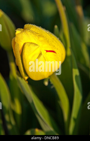 Frühling in den Niederlanden: Wassertropfen auf eine gelbe Tulpe, Noordwijk, Südholland. Stockfoto