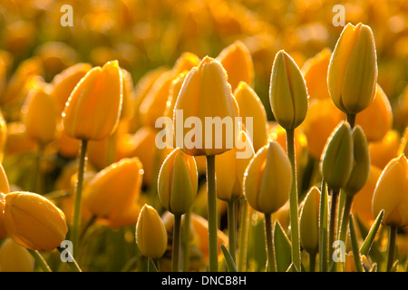 Hunderter gelben Tulpen in der Morgendämmerung, bedeckt von einer dünnen Schicht von Frost, in Noordwijk, Südholland, Niederlande. Stockfoto