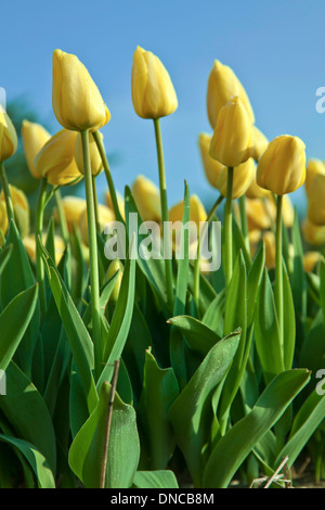 Frühling Zeit in den Niederlanden: bunte gelbe Tulpen Fang das Licht von der Sonne, Noordwijk, Südholland. Stockfoto