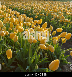 Blühende gelbe Tulpen in Noordwijk, Südholland, Niederlande. Frühlings-Farben und einem bunten Vista. Stockfoto