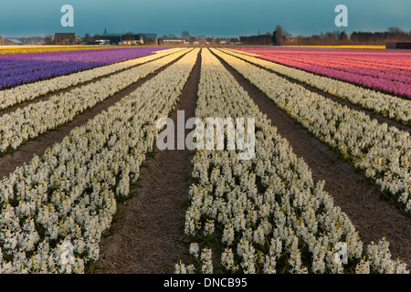 Bunte Hyazinthen blühen auf volle Höhepunkt, Fang das Licht von der Einstellung Sonne, Sassenheim, Süd-Holland, Niederlande. Stockfoto