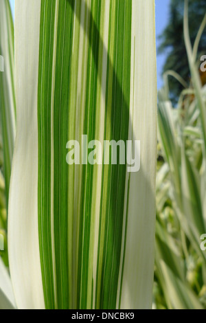 Blattdetail von Arundo donax variegata, auch bekannt als Riesenrohr. Es ist die einzige Pflanze, aus der Schilfe für alle Schilfinstrumente hergestellt werden Stockfoto