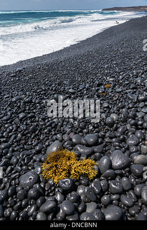 Seegras angespült am Strand bestehend aus Vulkangestein, Playa Janubio, Lanzarote, Kanarische Inseln, Spanien Stockfoto