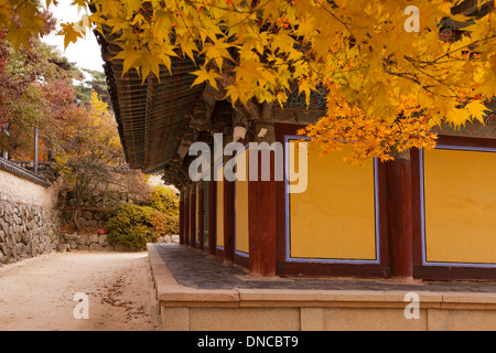Herbst Farbe Ahorn Blätter vor traditionelle koreanische Architektur (Hanok) - Südkorea Stockfoto