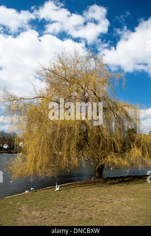 Weeping Willow Tree Salix X chrysocoma, am Rande des Roath Park Lake in Cardiff, Wales Stockfoto