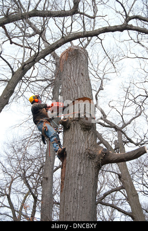 Ein professioneller städtischer Abtreibungsarzt und Baumchirurg ist an einem Baum befestigt, um mit einer Kettensäge eine große kranke Eiche im Hinterhof von Toronto Ontario zu entfernen Stockfoto