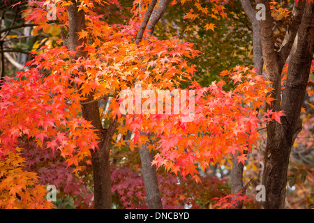 Koreanische Ahorn Bäume (Acer Pseudosieboldianum) Anzeigen von Herbstfarben - Gyeongju, Südkorea Stockfoto
