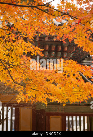 Herbst Farbe Ahorn Blätter vor traditionelle koreanische Architektur (Hanok) - Südkorea Stockfoto