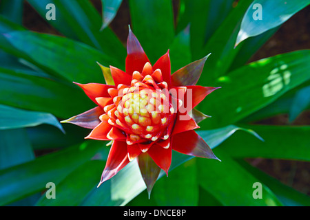 Nahaufnahme von roten Bromelien Blume Stockfoto