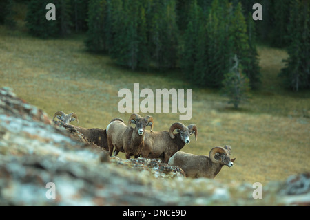 Eine Herde von Bighorn Schafe Rams sammeln oben auf einem Hügel im Jasper National Park in den Rocky Mountains. Tierbeobachtungen im Jasper Lake Stockfoto