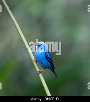 Blauer Dacnis (Dacnis cayana) männlicher Vogel auf einem Ast in Costa Rica. Auch bekannt als türkisfarbener Honigkriecher. Stockfoto